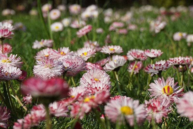 Dekoracyjne stokrotki i ich miejsce w ogrodzie