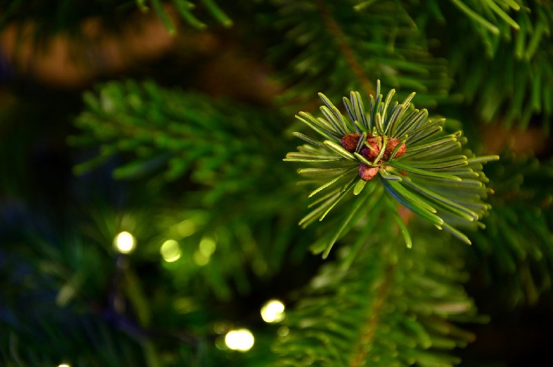 Eleganckie piękno jodły