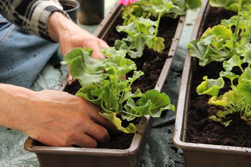 Jak założyć ogródek na balkonie?